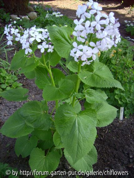 Lunaria redivia
