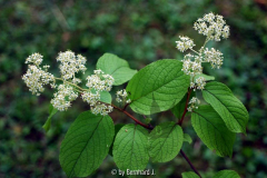 Tripterygium regelii Blüte