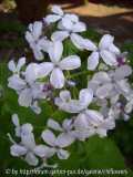 Lunaria redivia Blüte