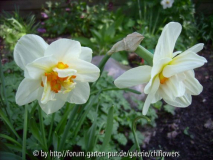 Narzisse Flower Drift