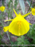 Narzisse bulbocodium Blüte