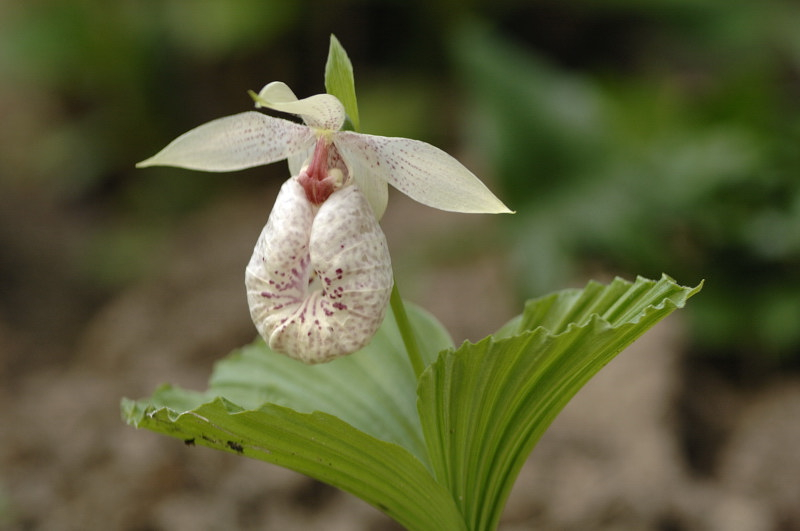 Cypripedium formosanum