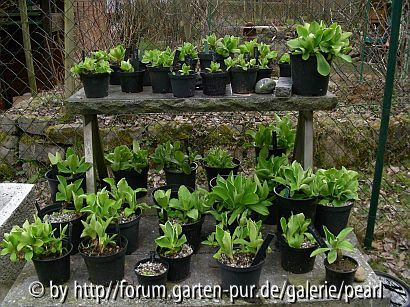 Gartenaurikel 31. März 2009