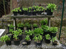 Gartenaurikel 31. März 2009