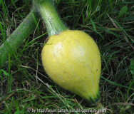 img_0038_kuerbis_frucht_golden_delicious