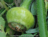 img_0043_kuerbis_frucht_blauer_kuerbis.j