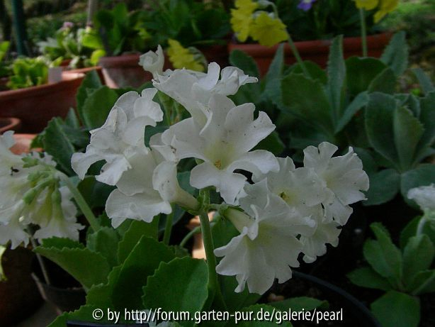 Old White Dusty MIller