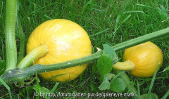 img_0052_kuerbis_frucht_golden_delicious