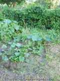 img_9701_kuerbis_beet_juni.jpg