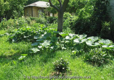 img_9867_kuerbis_beet_juli.jpg