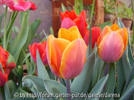 Tulipa Prinses Irene und Couleur Cardinal