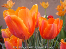 Tulipa Fire Queen