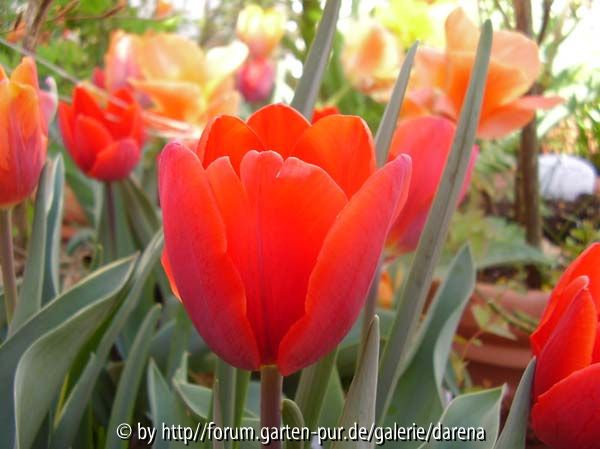 Tulipa Couleur Cardinal