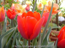 Tulipa Couleur Cardinal