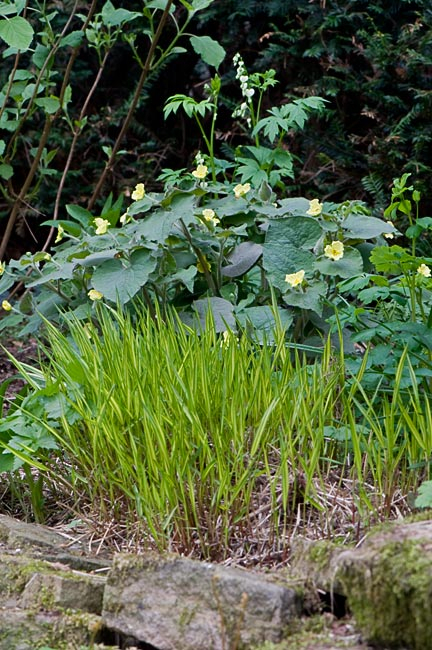 Saruma henryi mit Begleitung