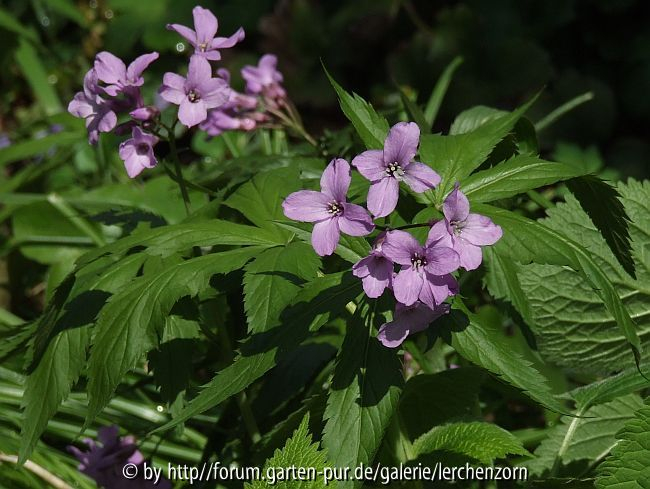 Fünfblättrige Zahnwurz (Cardamine pentaphyllos)