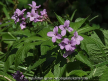 Fünfblättrige Zahnwurz (Cardamine pentaphyllos)