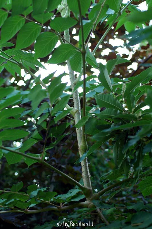 Aralia elata - Zuwachs