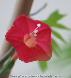 Kardinalswinde (Ipomoea x multifida)