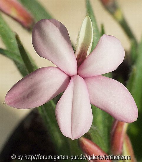 Burenstern (Rhodohypoxis baurii)