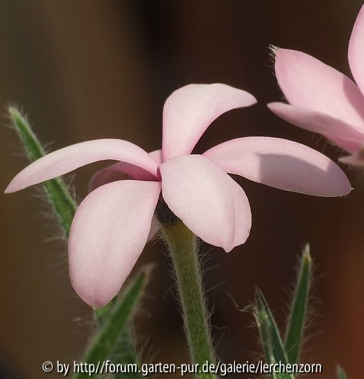 Rhodo3