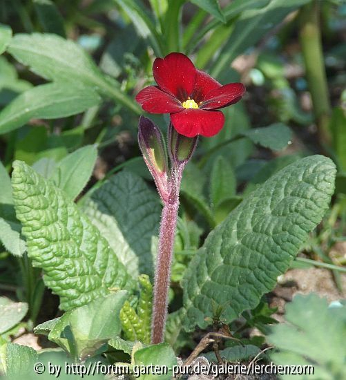 Cowichan-Primel (Primula-elatior-Hybr.), Cowichan-Strain