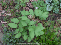 Jeffersonia diphylla