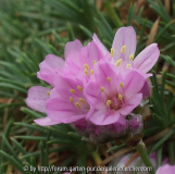 Zwerg-Grasnelke (Armeria juniperifolia)