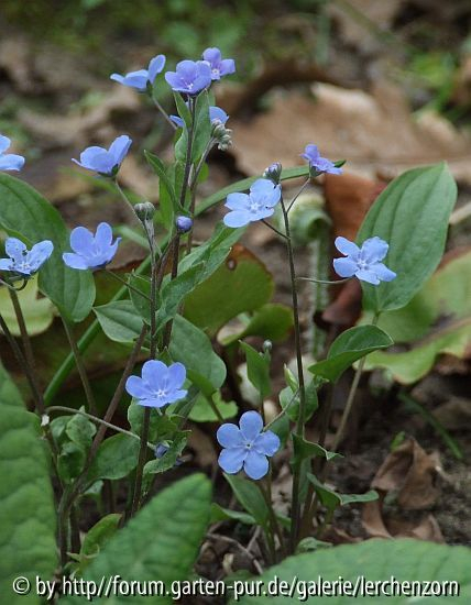 Gedenkemein (Omphalodes cappadocica)