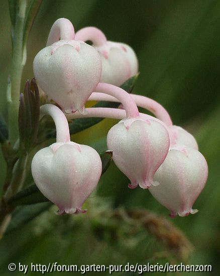 Rosmarin-Heide (Andromeda polifolia)