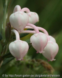 Rosmarin-Heide (Andromeda polifolia)