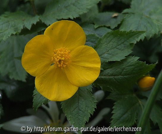 Japanischer Waldmohn (Hylomecon japonicum)