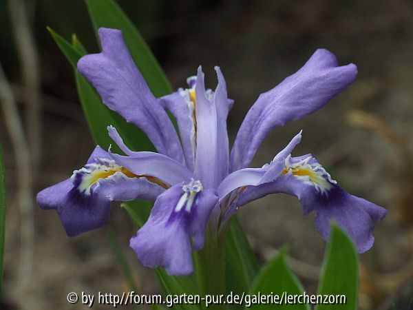 Seeufer-Iris (Iris lacustris)