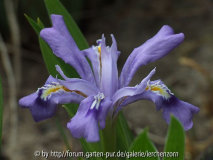 Seeufer-Iris (Iris lacustris)