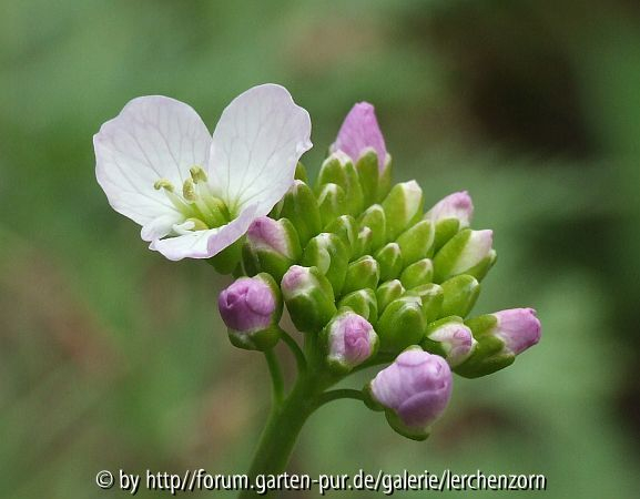 Hederichblättriges Schaumkraut (Cardamine raphanifolia)