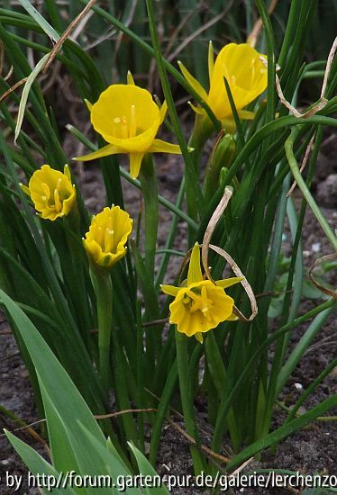 Reifrock-Narzisse (Narcissus bulbocodium)