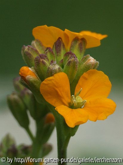 Zierlicher Schöterich (Erysimum pulchellum 