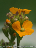 Zierlicher Schöterich (Erysimum pulchellum 