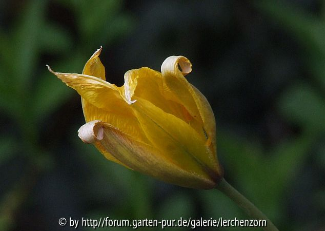 Wilde Tulpe, Weinbergs-Tulpe (Tulipa sylvestris)