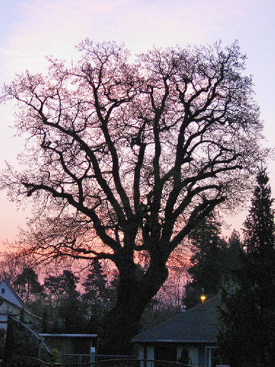 Eiche 11.04.2009