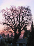 Eiche 11.04.2009