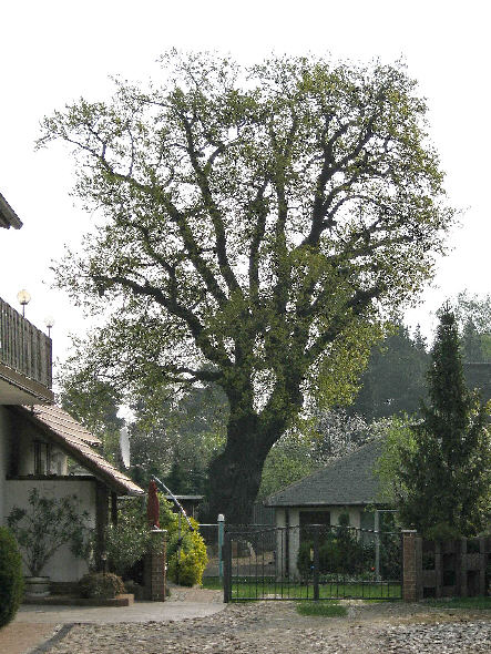 17.04.2009