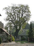 17.04.2009