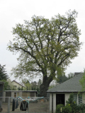18.04.2009