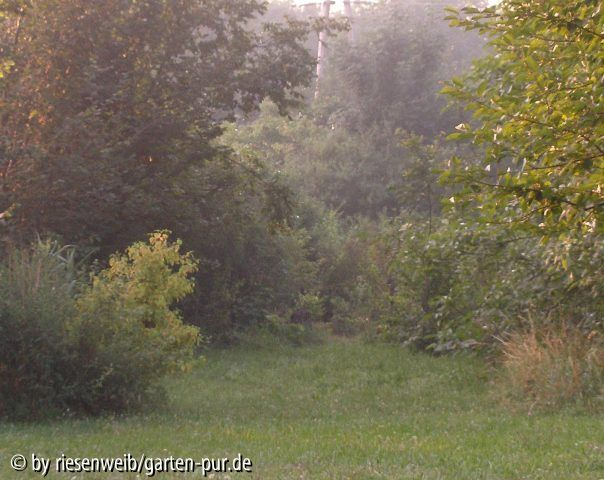 auf der grossen wiese - 2005-07-29 im frühnebel (6:15)