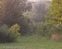 auf der grossen wiese - 2 im frühnebel (