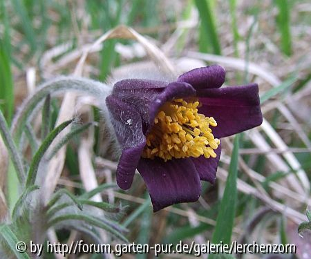 Wiesen-Küchenschelle (Pulsatilla pratensis)