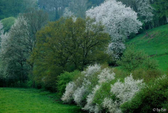 Kirschblüten 3 18-04-2009