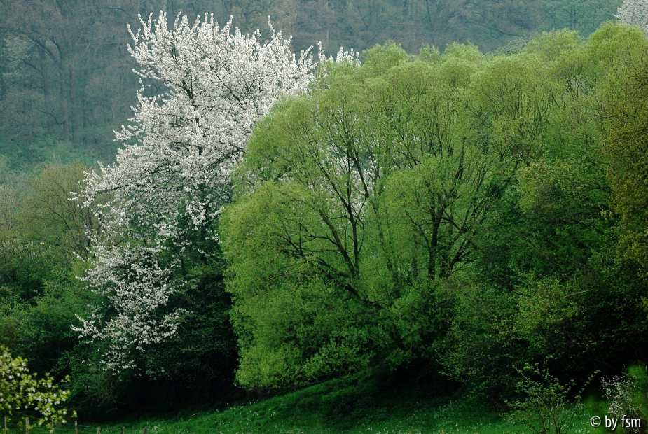 Kirschblüten 2 18-04-2009