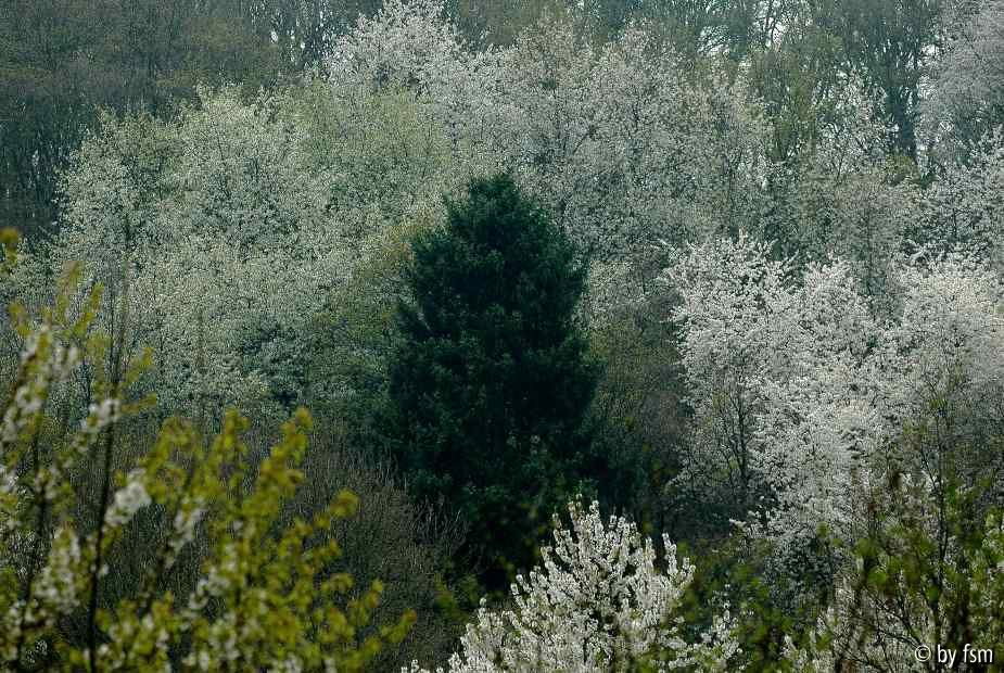 Kirschblüten 1 18-04-2009
